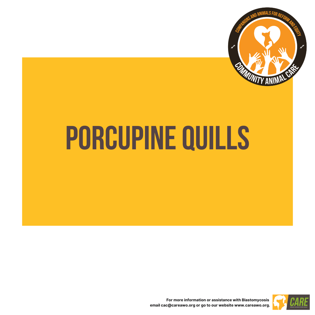 Porcupine Quills Porcupine Quills Educational Handout