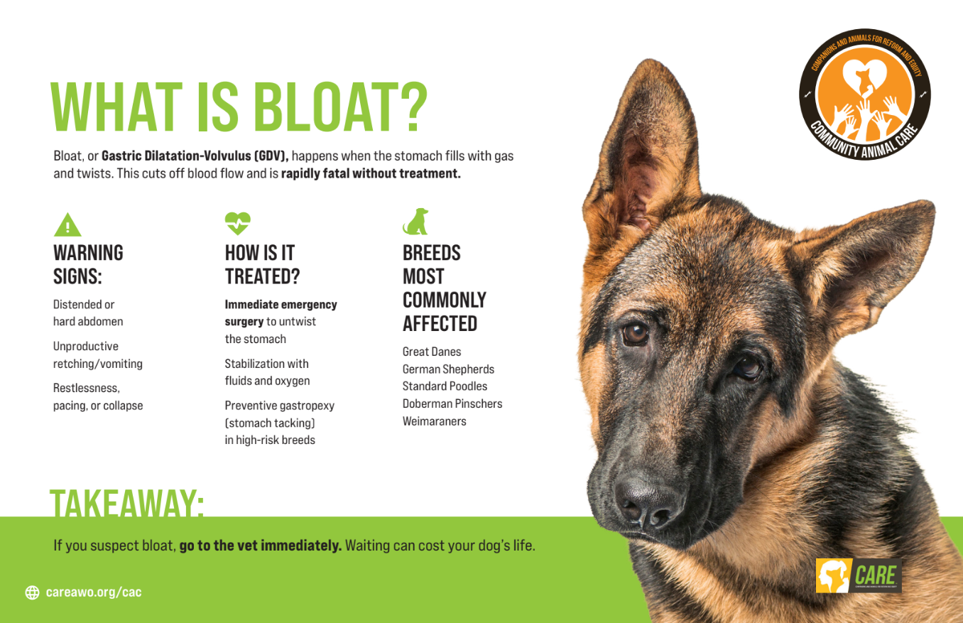 Bloat Educational Handout - HAW Academy